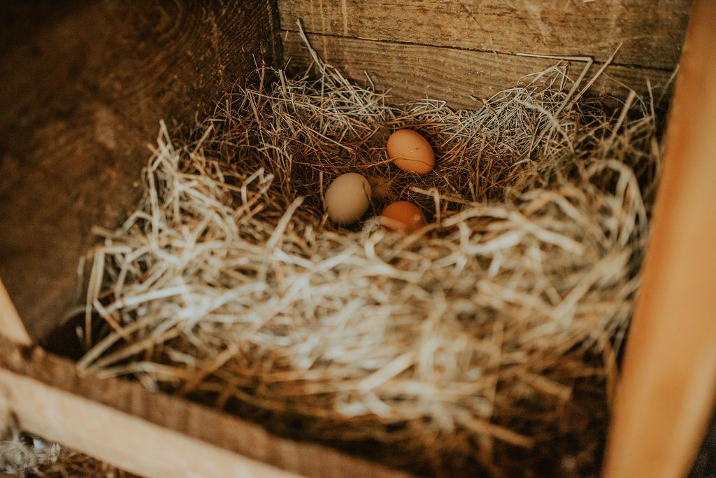 Eggs in a basic in the farm